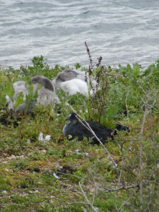 Swan watch - From Stanwick Lakes - Page 5 9thAugust2010030