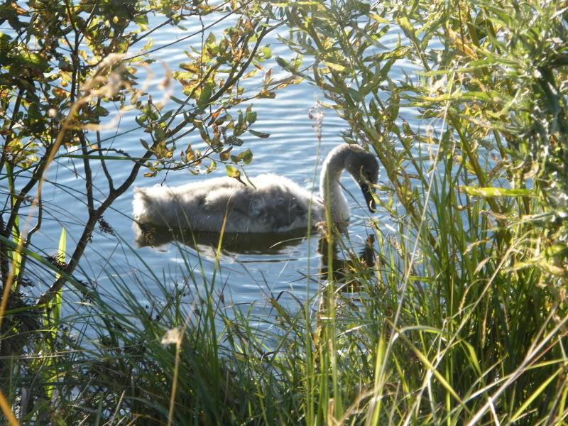 Swan watch - From Stanwick Lakes - Page 6 Septemberphotos004