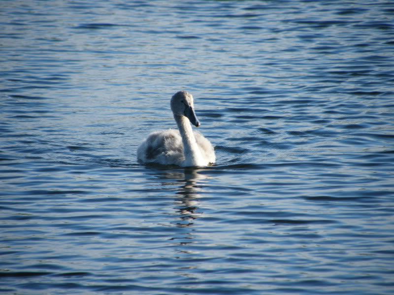 Swan watch - From Stanwick Lakes - Page 6 Septemberphotos009