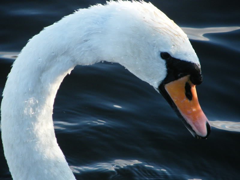 Swan watch - From Stanwick Lakes - Page 6 Septemberphotos014