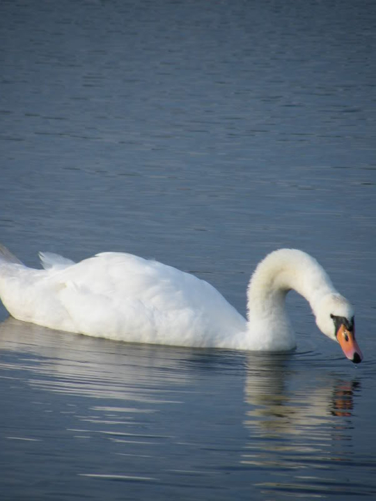 Swan watch - From Stanwick Lakes - Page 6 Septemberphotos019