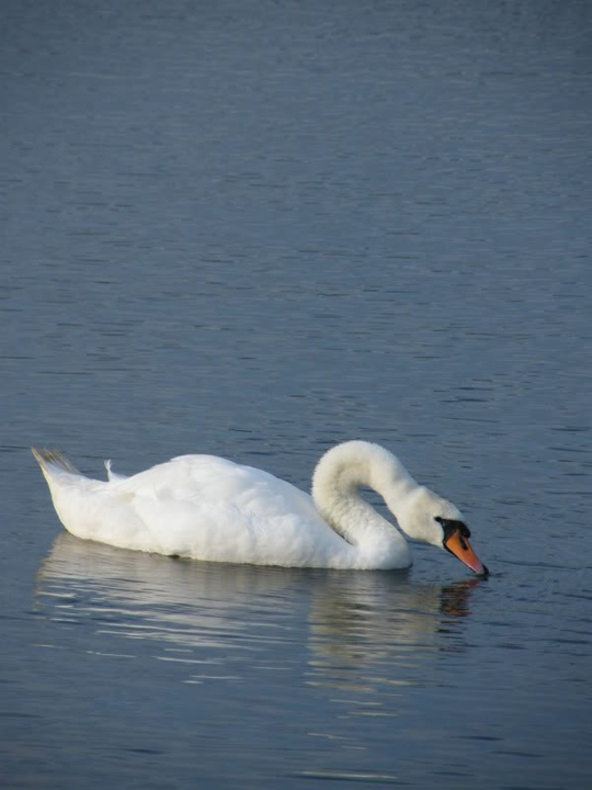 Swan watch - From Stanwick Lakes - Page 6 Septemberphotos020