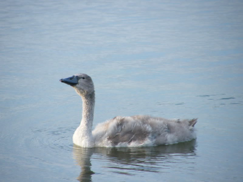 Swan watch - From Stanwick Lakes - Page 6 Septemberphotos030