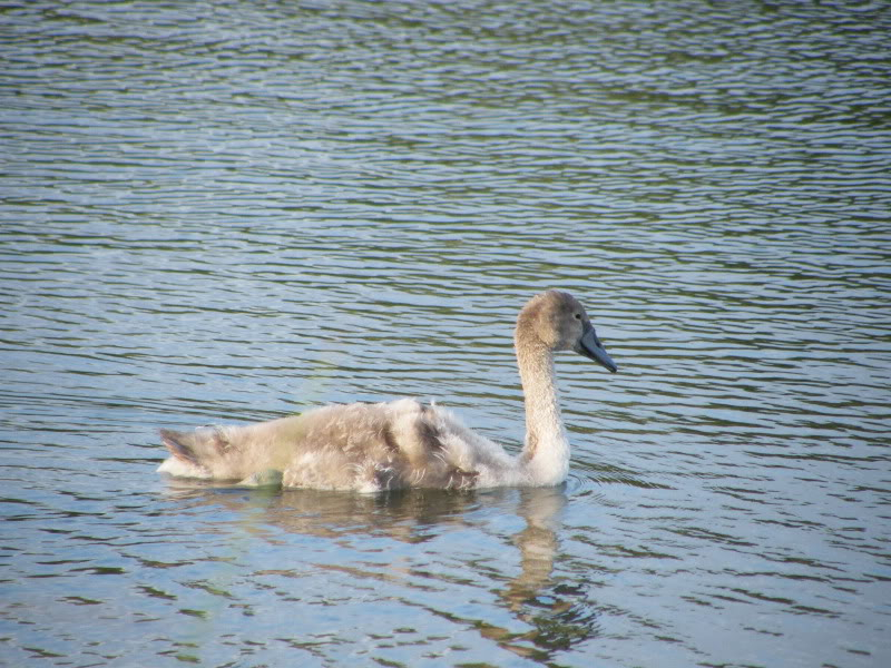 Swan watch - From Stanwick Lakes - Page 6 Septemberphotos033