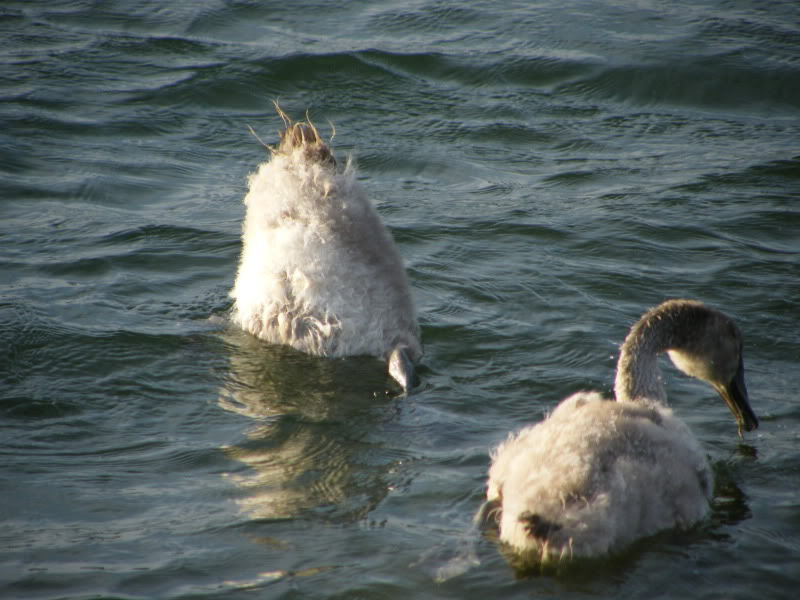 Swan watch - From Stanwick Lakes - Page 6 Septemberphotos034