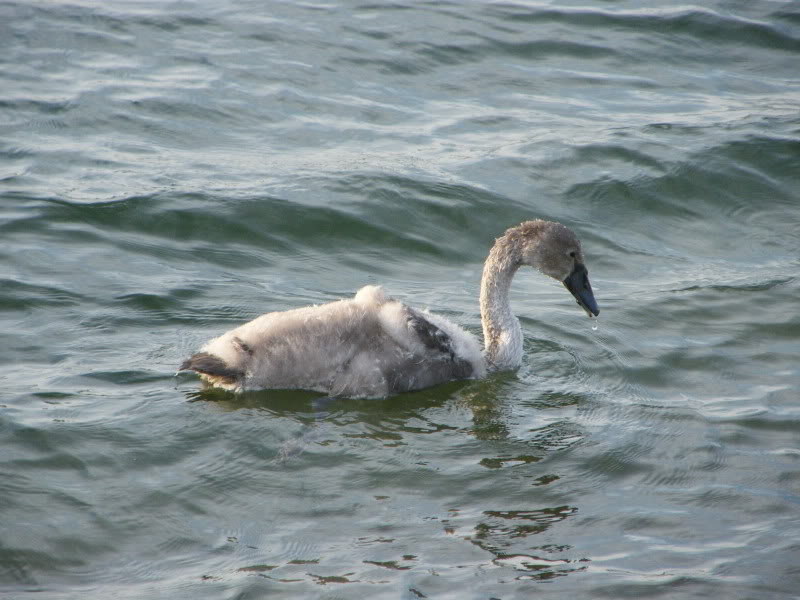 Swan watch - From Stanwick Lakes - Page 6 Septemberphotos038