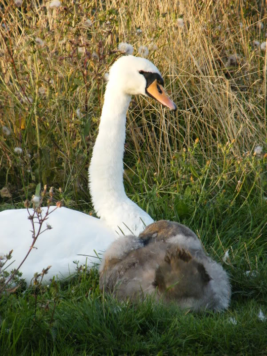 Swan watch - From Stanwick Lakes - Page 6 Septemberphotos118