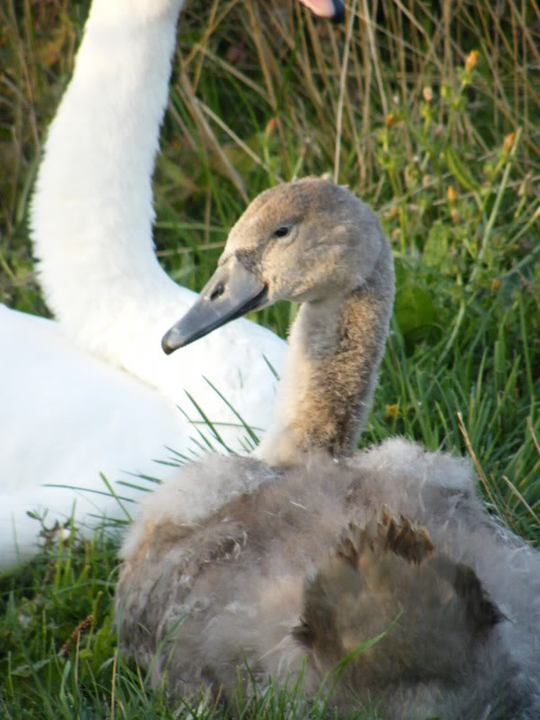 Swan watch - From Stanwick Lakes - Page 6 Septemberphotos119