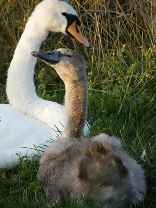 Swan watch - From Stanwick Lakes - Page 6 Septemberphotos120