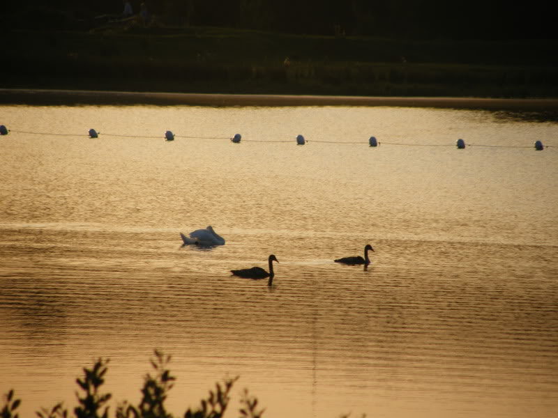 Swan watch - From Stanwick Lakes - Page 6 Septemberphotos130