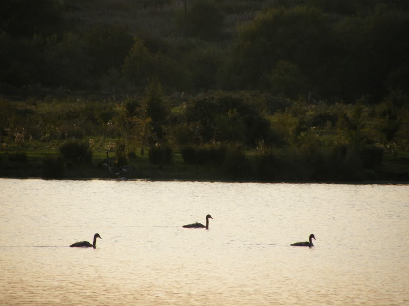 Swan watch - From Stanwick Lakes - Page 6 Septemberphotos133