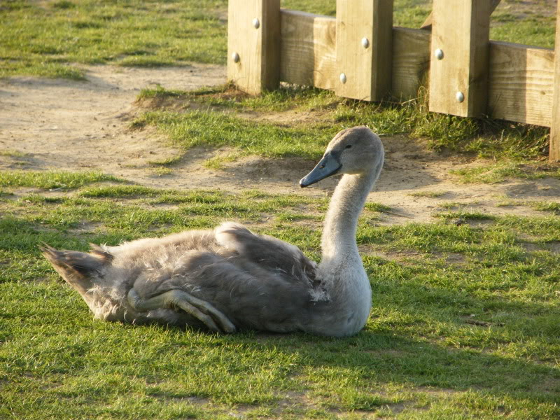 Swan watch - From Stanwick Lakes - Page 6 Septemberphotos134