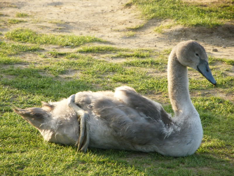 Swan watch - From Stanwick Lakes - Page 6 Septemberphotos138