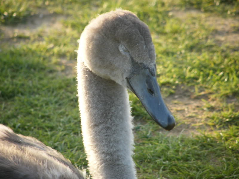 Swan watch - From Stanwick Lakes - Page 6 Septemberphotos146