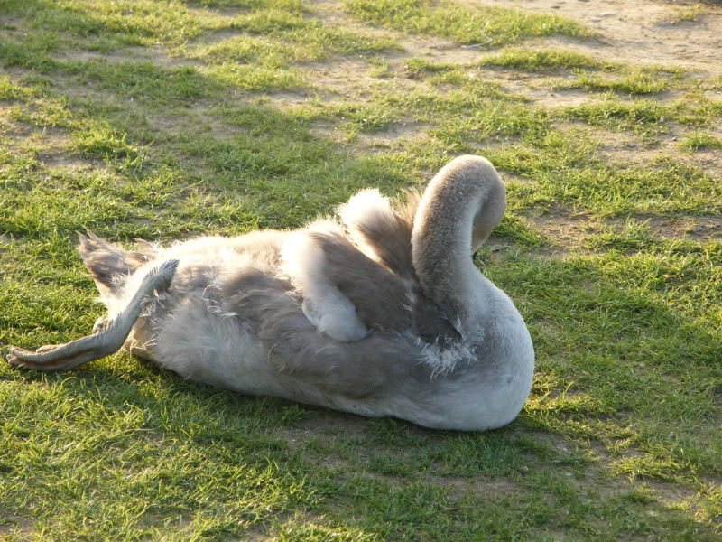 Swan watch - From Stanwick Lakes - Page 6 Septemberphotos150