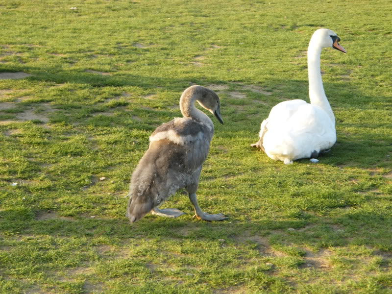 Swan watch - From Stanwick Lakes - Page 6 Septemberphotos161