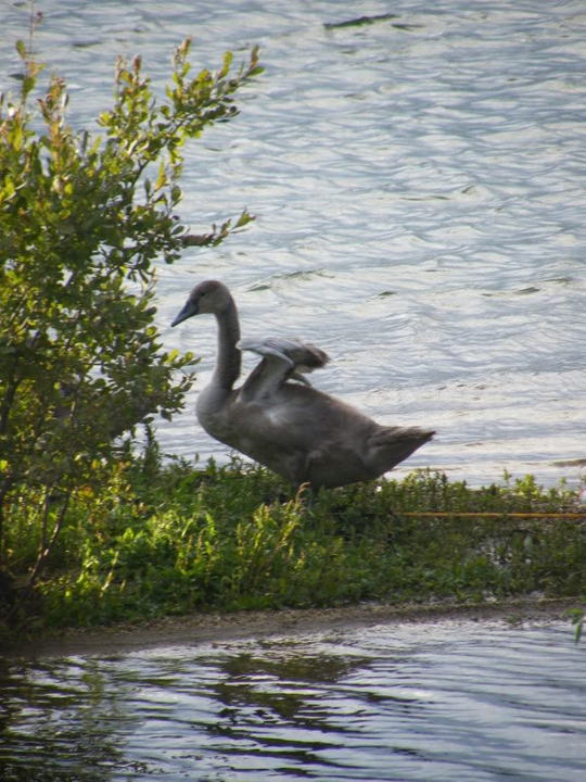 Swan watch - From Stanwick Lakes - Page 6 Septemberphotos168