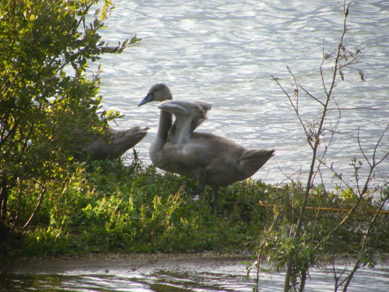 Swan watch - From Stanwick Lakes - Page 6 Septemberphotos170