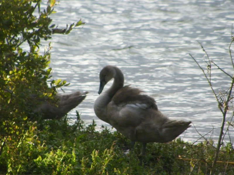 Swan watch - From Stanwick Lakes - Page 6 Septemberphotos171