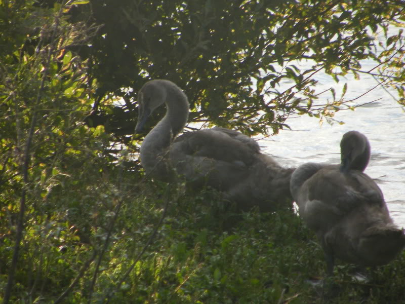 Swan watch - From Stanwick Lakes - Page 6 Septemberphotos174