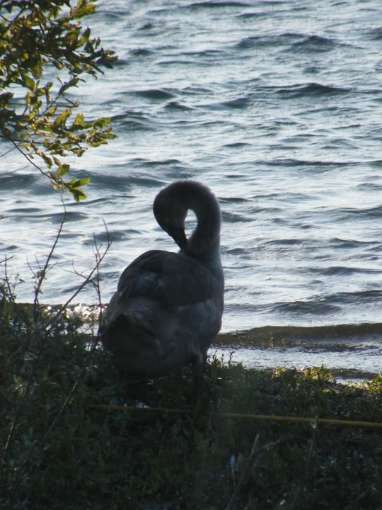 Swan watch - From Stanwick Lakes - Page 6 Septemberphotos180