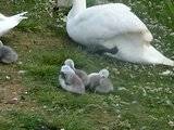 Swan watch - From Stanwick Lakes - Page 2 Th_20thJune2010021