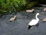 Swan watch - From Stanwick Lakes - Page 5 Th_2ndAugust2010027