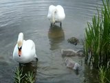 Swan watch - From Stanwick Lakes - Page 4 Th_5thJuly2010023