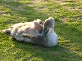 Swan watch - From Stanwick Lakes - Page 6 Th_Septemberphotos149