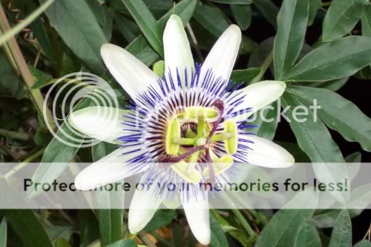 passiflora DCP_1739