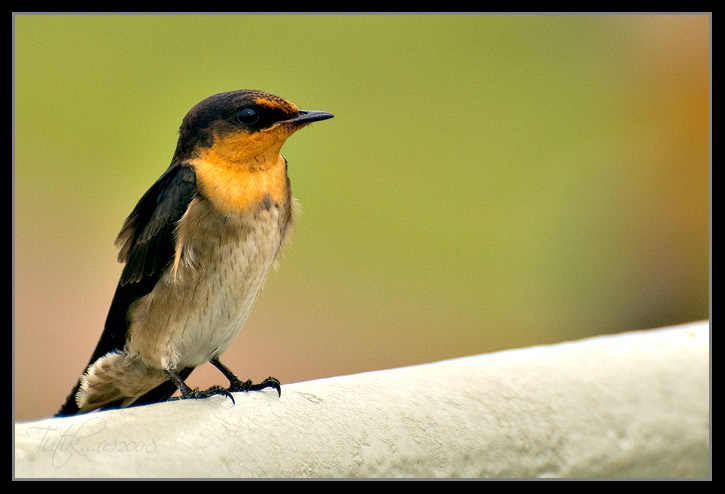 Birds in SG _DSC7173