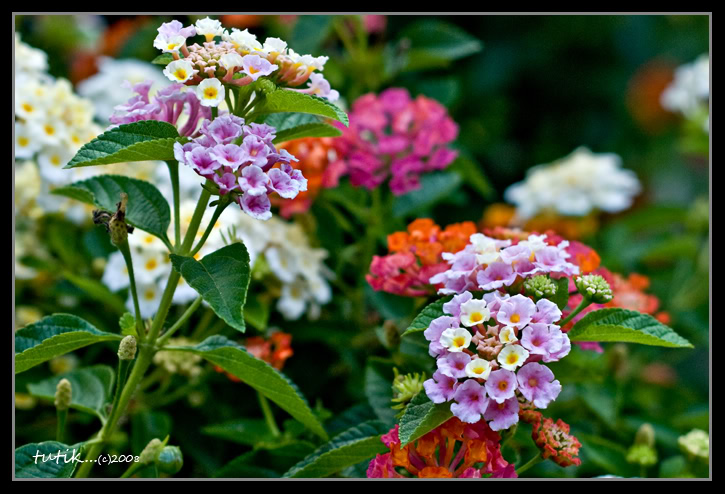 FLOWERS - Page 3 _DSC9871