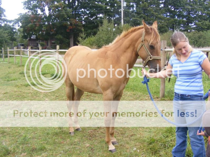 Registered Quarter Horse Yearling filly for sale 2009_0916molly0001