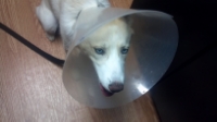 Cone of shame after a spay - how long? 2013-05-03_11-06-15_87_zps57e84ac8