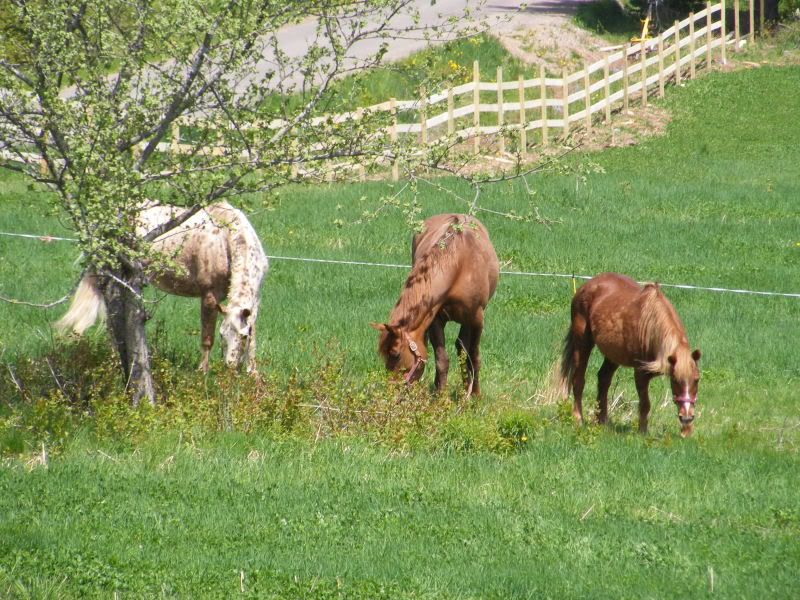 Horses out to pasture finally... AlbertSpringshow2011May22054