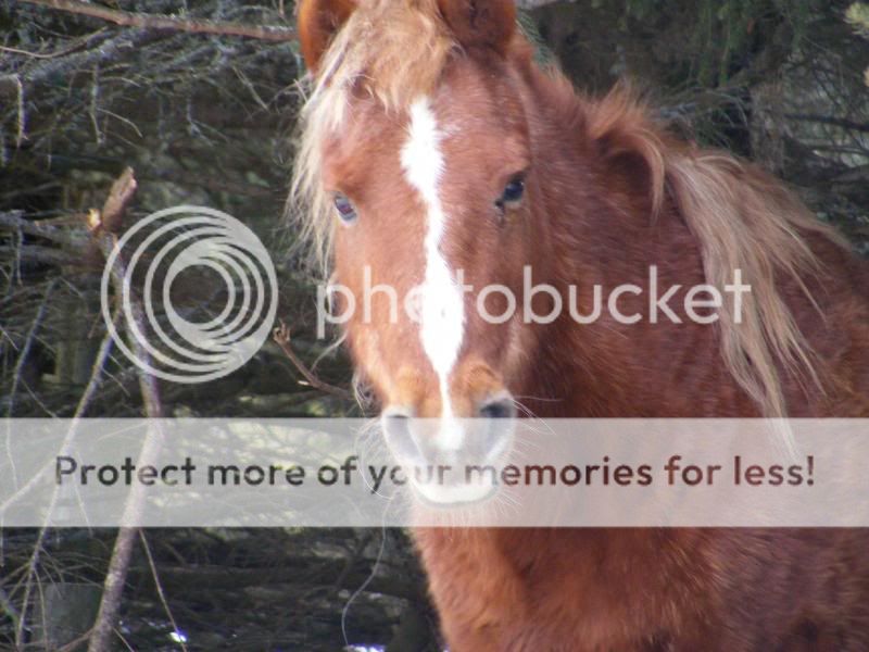 The mares outside Horsesjan10011