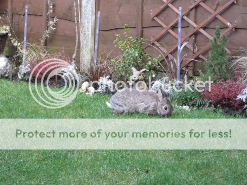 both buns in garden today 001-27