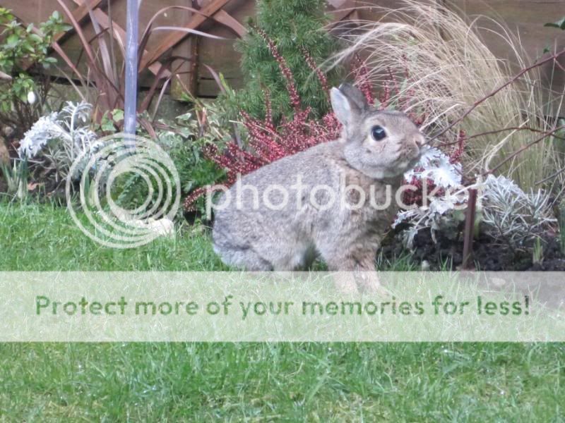 both buns in garden today 003-24