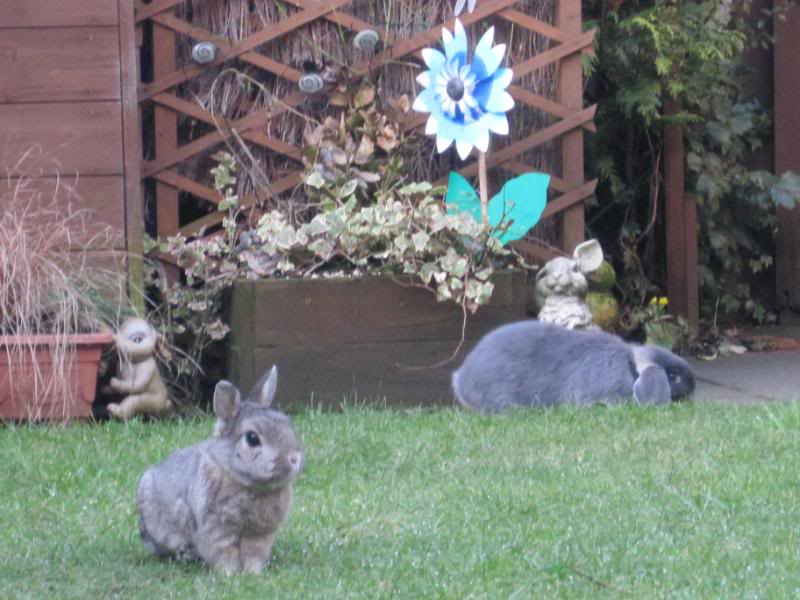 both buns in garden today 022-8