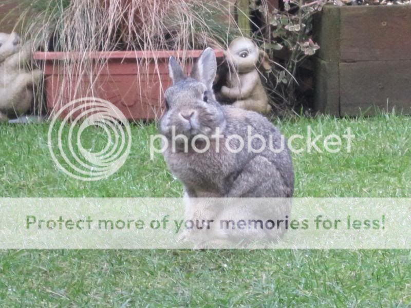 both buns in garden today 024-6