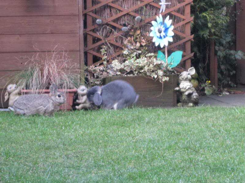 both buns in garden today 031-3