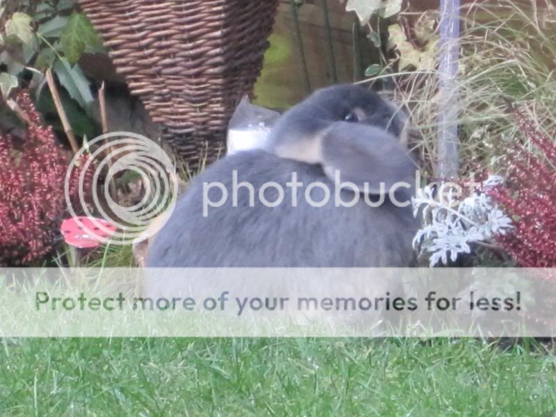 both buns in garden today 048-3