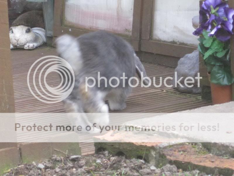 bunnies playing in sunshine 025