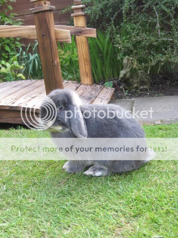 bunnies playing in sunshine 049