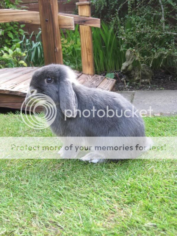 bunnies playing in sunshine 050