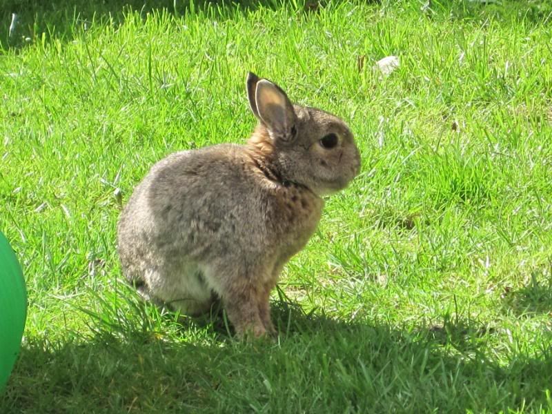 buns day out in sunshine 015-1