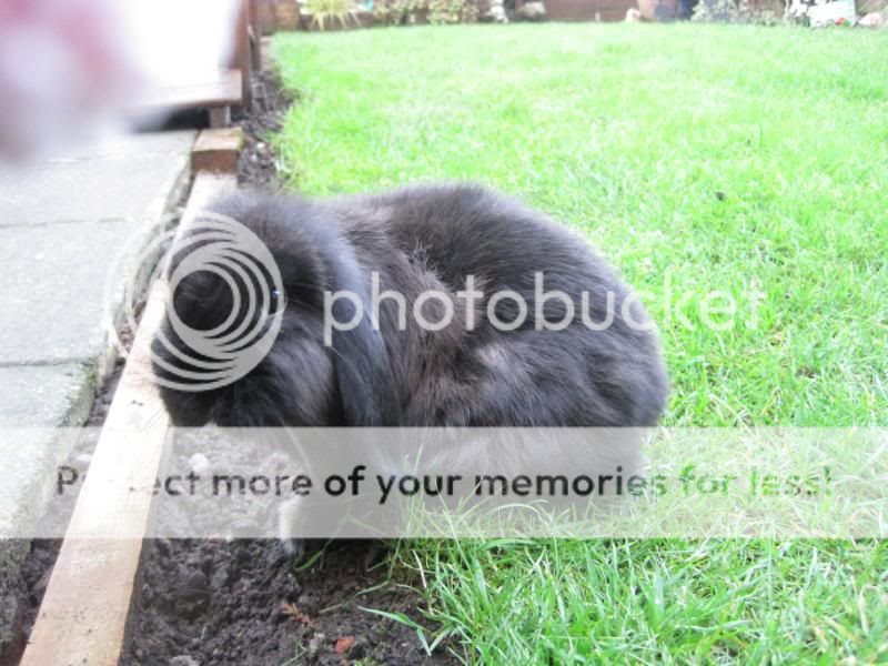 bunnies and garden pics 010-3