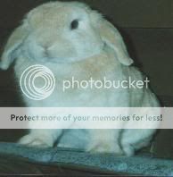 my beautiful mitzi Rabbits006