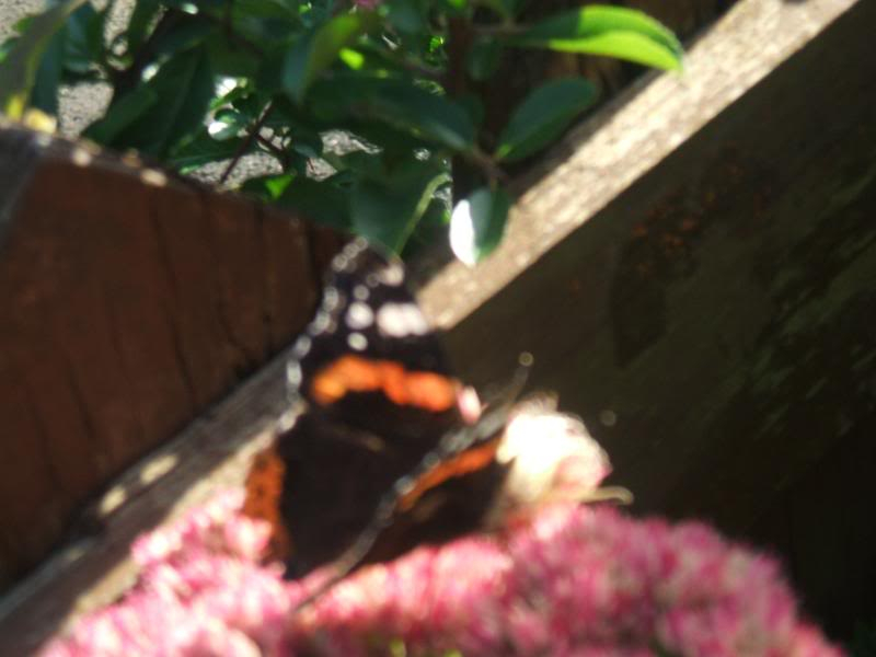 butterfly photos 008-8