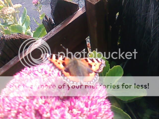 butterfly photos 128